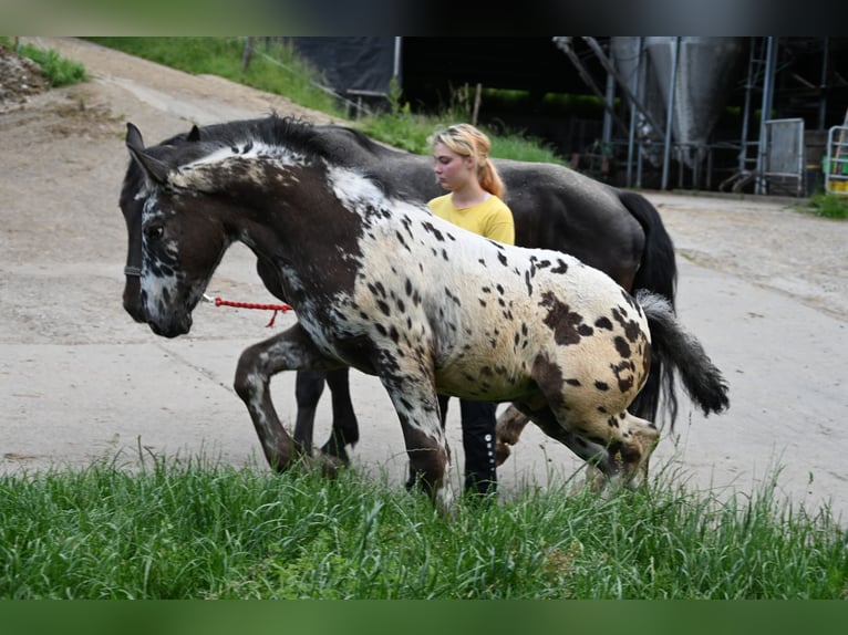 Noriker Stallion 1 year in Klettgau
