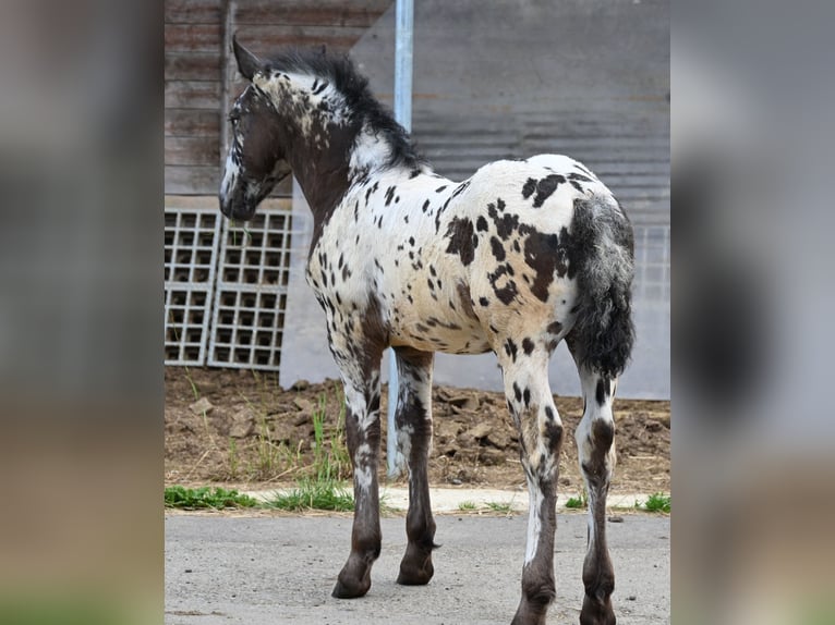 Noriker Stallion 1 year in Klettgau