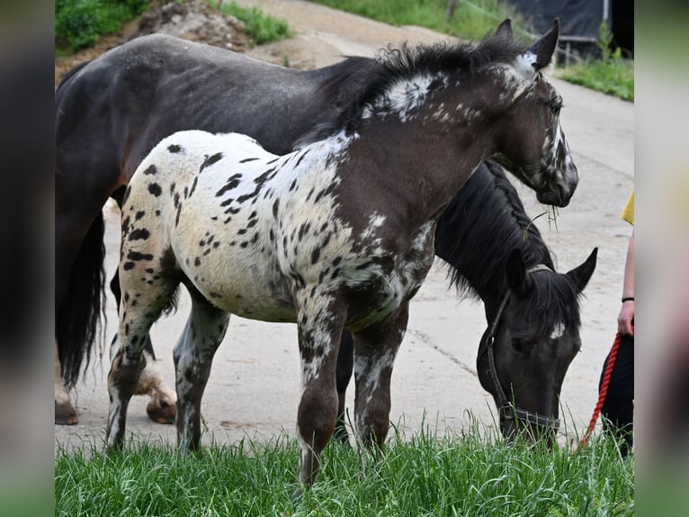 Noriker Stallion 1 year in Klettgau