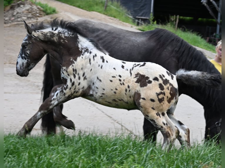 Noriker Stallion 1 year in Klettgau