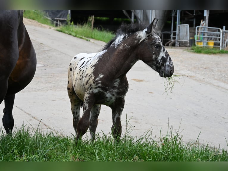 Noriker Stallion 1 year in Klettgau