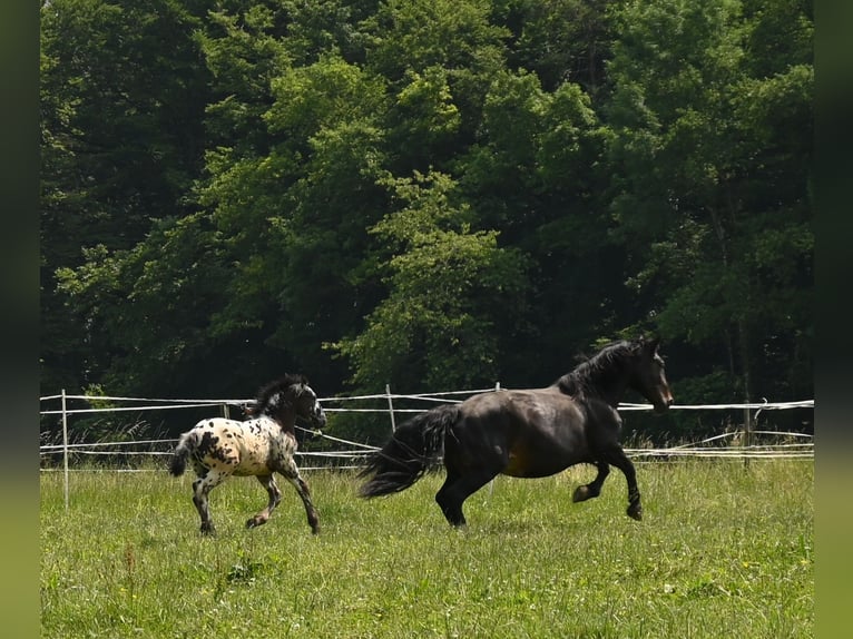 Noriker Stallion 1 year in Klettgau