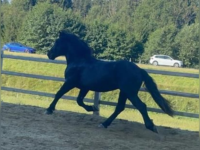 Noriker Stallion 2 years 15.2 hh Black in Weibnitz