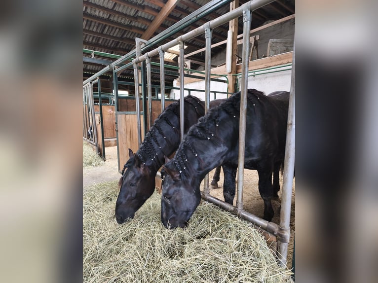 Noriker Stallion 2 years 15.2 hh Black in Weibnitz