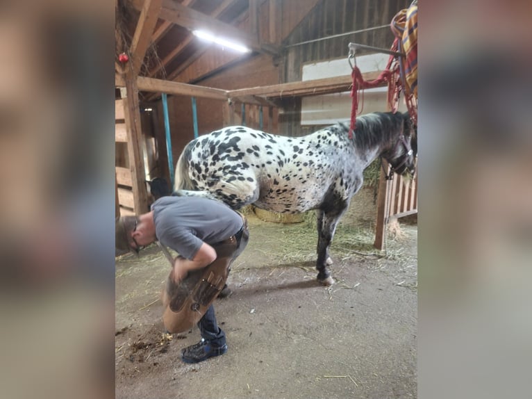 Noriker Stallion 2 years 15.2 hh Leopard-Piebald in Alm