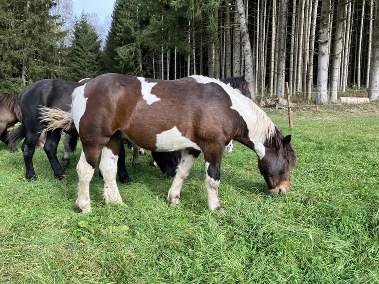 Noriker Stallion 2 years 15,2 hh Pinto in Ingoldingen