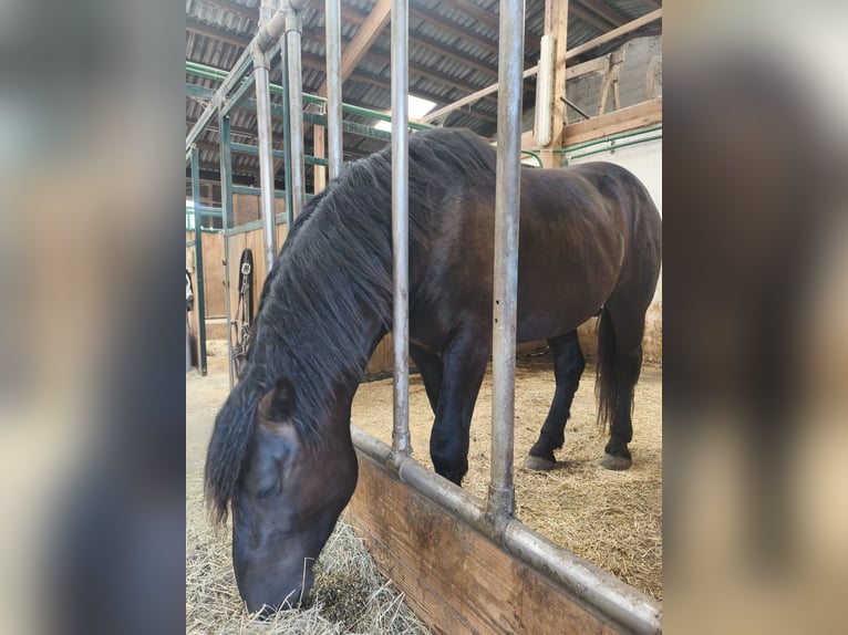 Noriker Stallion 2 years 15.2 hh Smoky-Black in Weibnitz