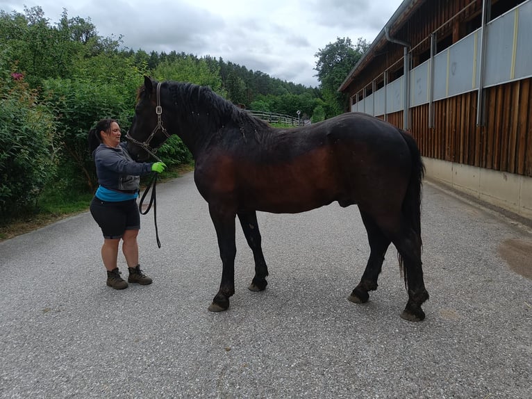 Noriker Stallion 2 years 15.2 hh Smoky-Black in Weibnitz