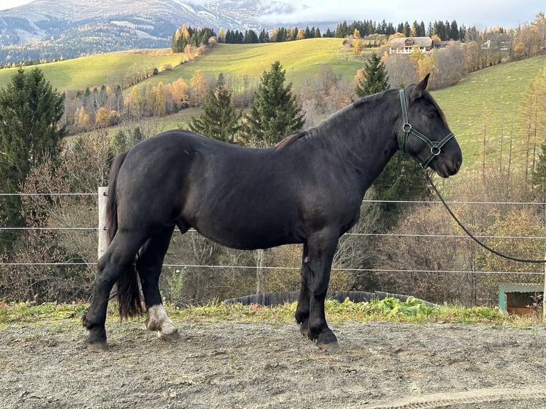 Noriker Stallion 2 years 15,2 hh Black in St.Peter am Kammersberg