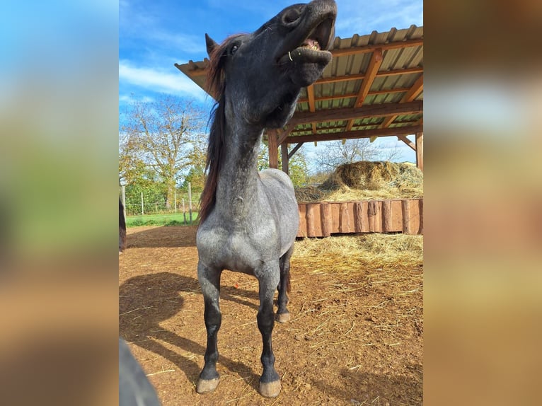 Noriker Stallion 2 years 15,2 hh Grey-Blue-Tan in Loipersbach im Burgenland