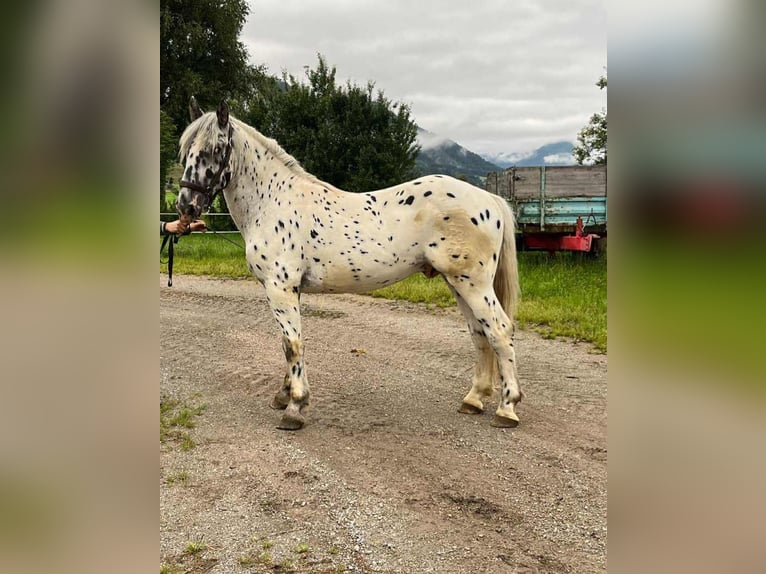 Noriker Stallion 2 years 15,2 hh Leopard-Piebald in Salzburg