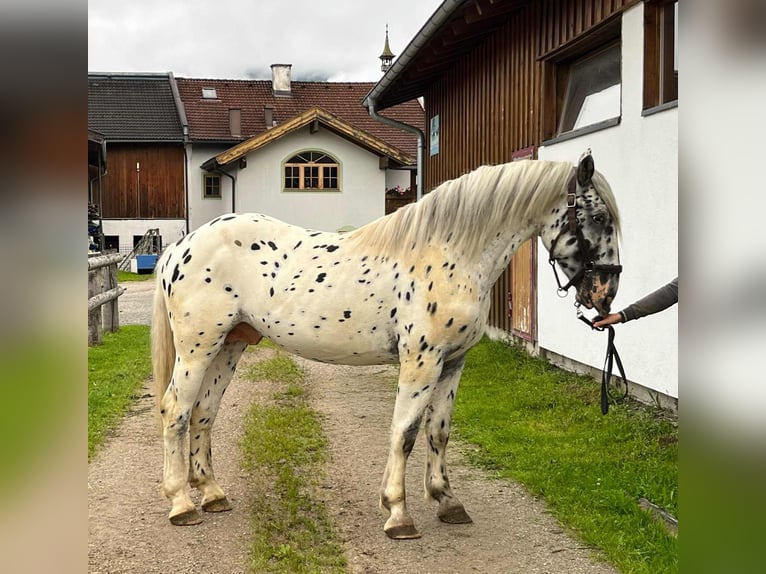 Noriker Stallion 2 years 15,2 hh Leopard-Piebald in Salzburg