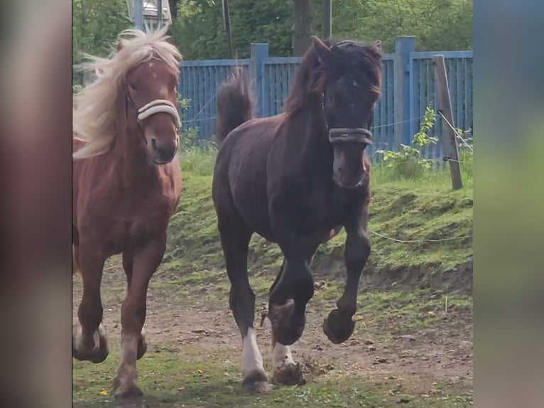 Noriker Stallion 2 years 15,2 hh Leopard-Piebald in Niederzier Noriker Stallion 2 years 15,2 hh Leopard-Piebald in Niederzier