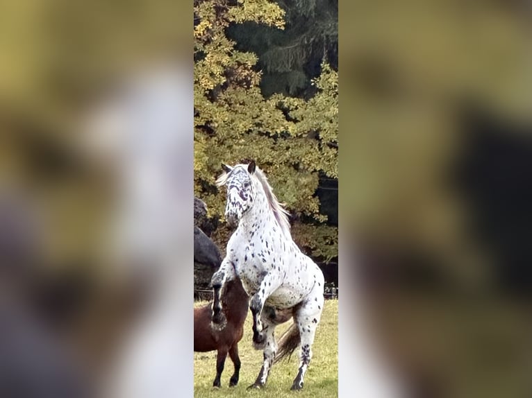 Noriker Stallion 2 years 15,3 hh Leopard-Piebald in St.Peter am Kammersberg