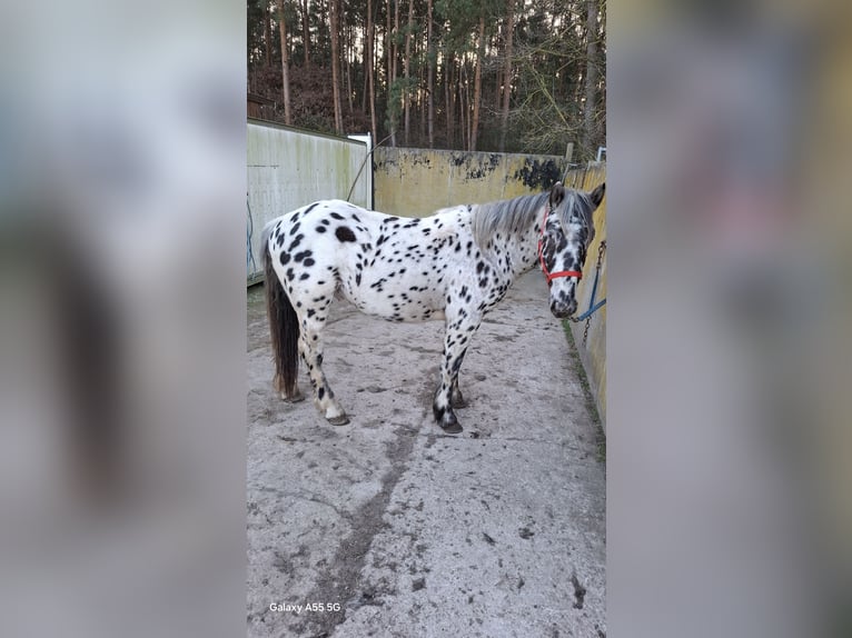Noriker Stallion 2 years 16 hh Leopard-Piebald in Templin