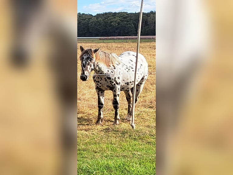Noriker Stallion 2 years 16 hh Leopard-Piebald in Templin