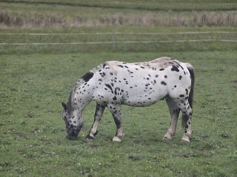Noriker Stallion 2 years 16 hh Leopard-Piebald in Krakaudorf