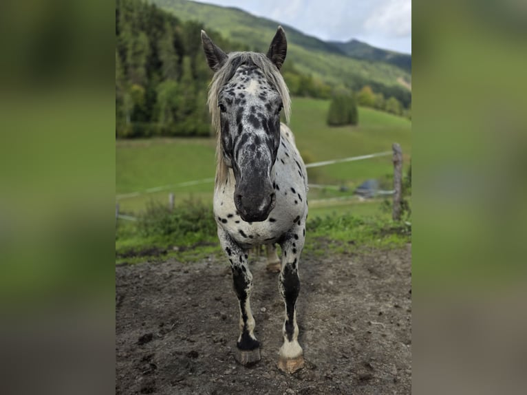 Noriker Stallion 2 years 16 hh Leopard-Piebald in Krakaudorf