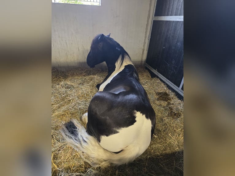 Noriker Stallion 2 years 16,1 hh Pinto in Krakau