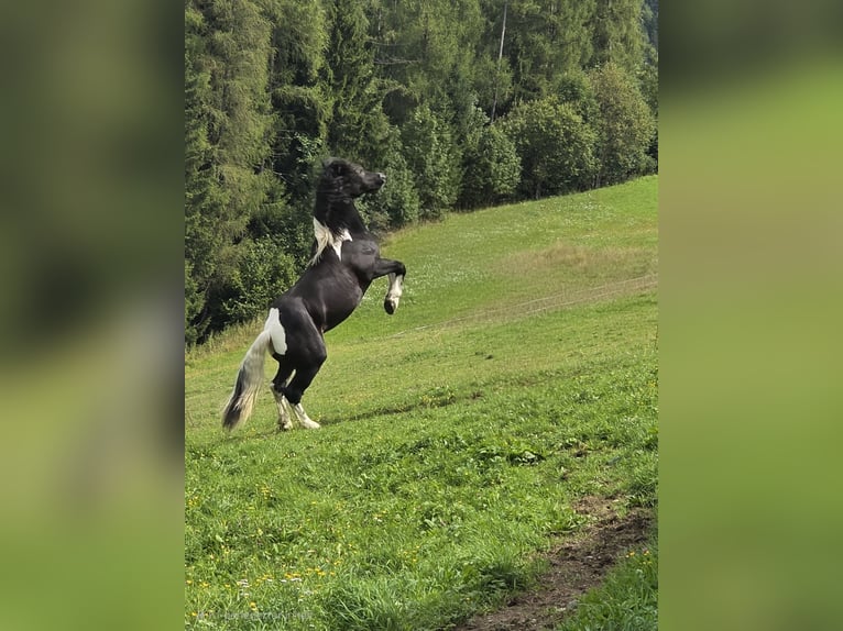 Noriker Stallion 2 years 16,1 hh Pinto in Krakau