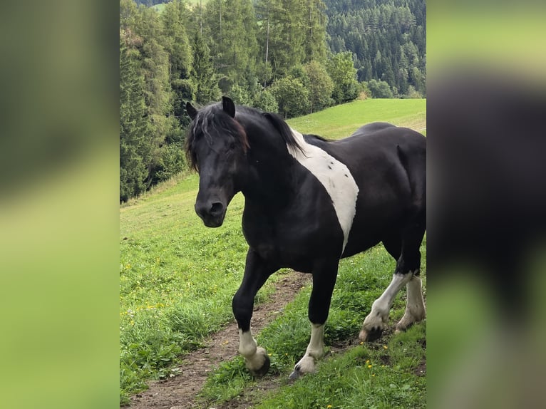 Noriker Stallion 2 years 16,1 hh Pinto in Krakau