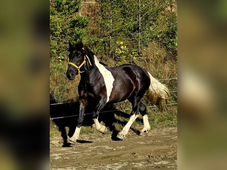Noriker Stallion 2 years 16,1 hh Pinto in Krakau