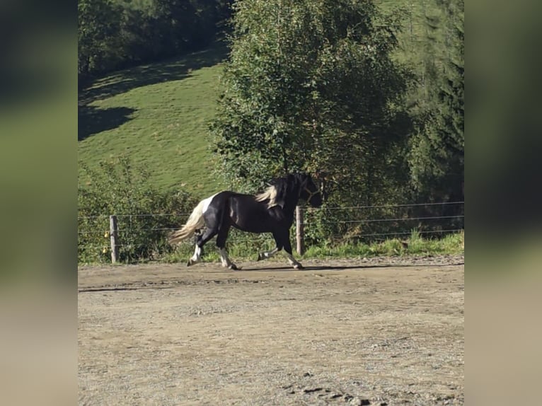 Noriker Stallion 2 years 16,1 hh Pinto in Krakau