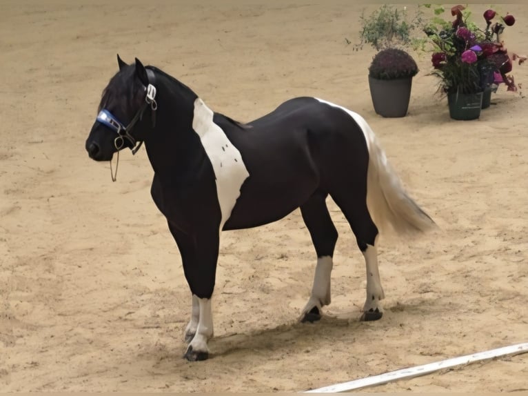 Noriker Stallion 2 years 16,1 hh Pinto in Krakau