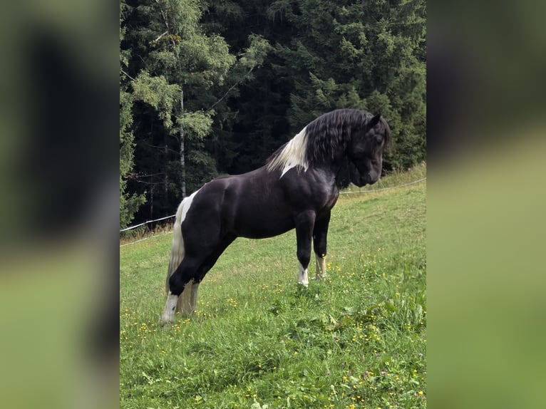 Noriker Stallion 2 years 16,1 hh Pinto in Krakau
