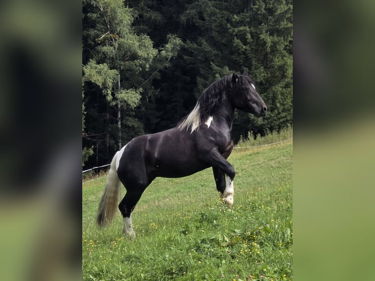 Noriker Stallion 2 years 16,1 hh Pinto in Krakau