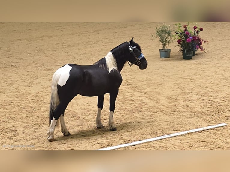 Noriker Stallion 2 years 16,1 hh Pinto in Krakau