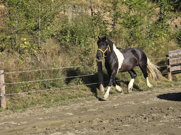 Noriker Stallion 2 years 16,1 hh Pinto in Krakau