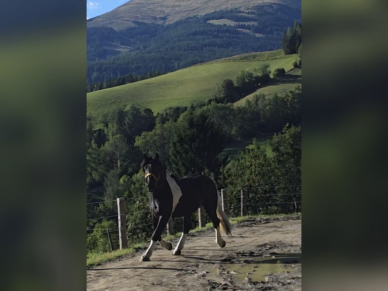 Noriker Stallion 2 years 16,1 hh Pinto in Krakau