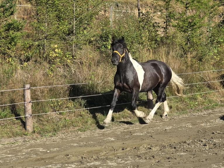 Noriker Stallion 2 years 16,1 hh Pinto in Krakau