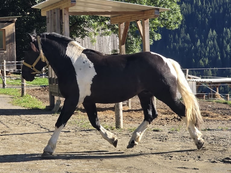 Noriker Stallion 2 years 16,1 hh Pinto in Krakau