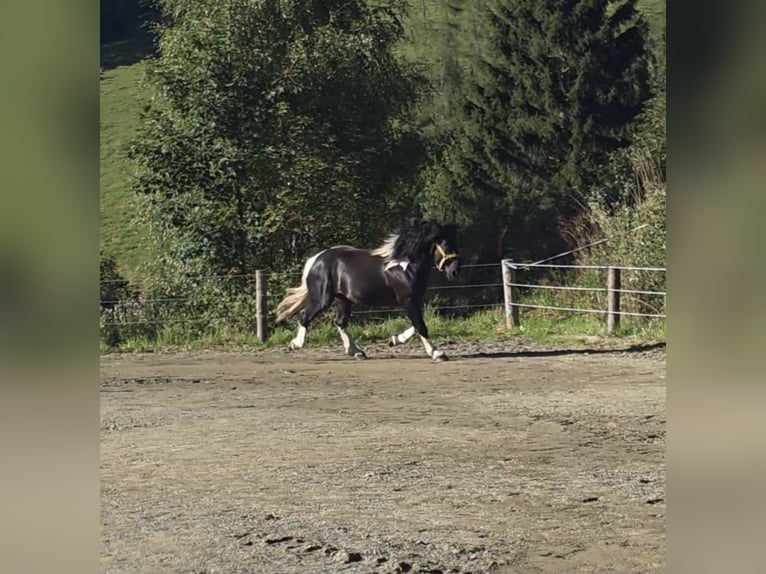 Noriker Stallion 2 years 16,1 hh Pinto in Krakau