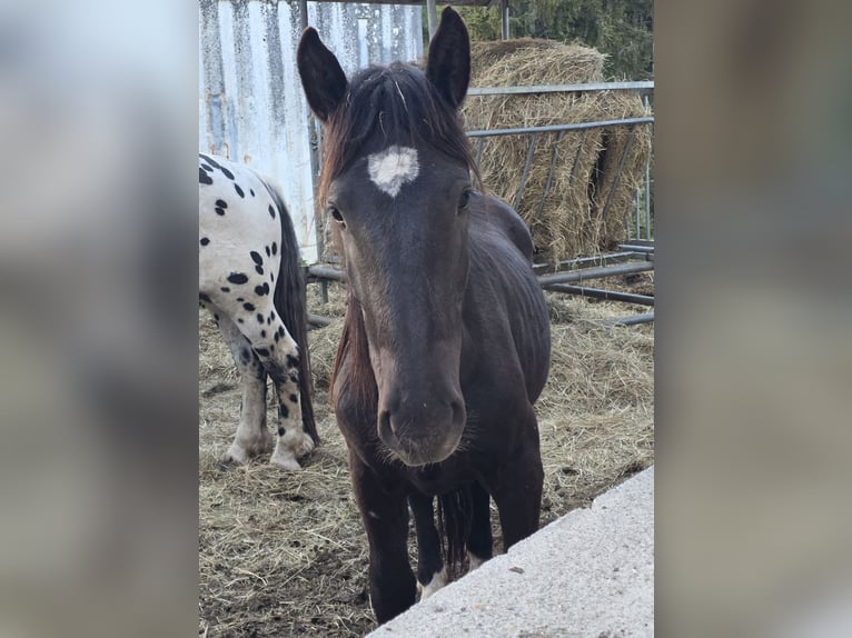 Noriker Stallion 2 years Black in Krakaudorf