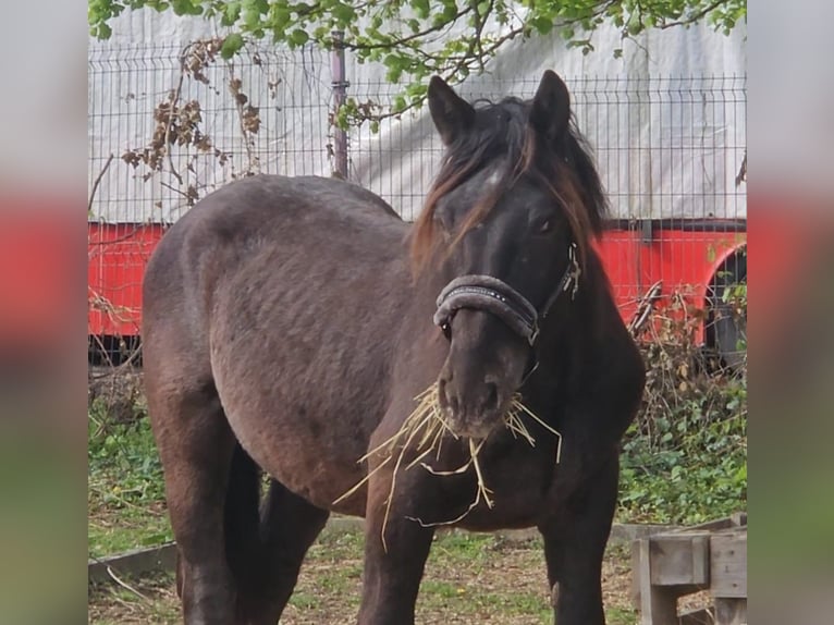 Noriker Stallion 2 years in Birkenfeld