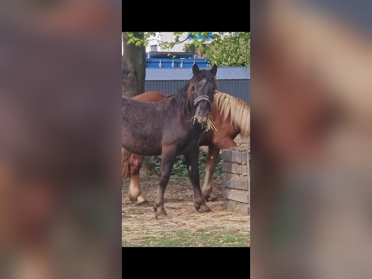Noriker Stallion 2 years in Birkenfeld