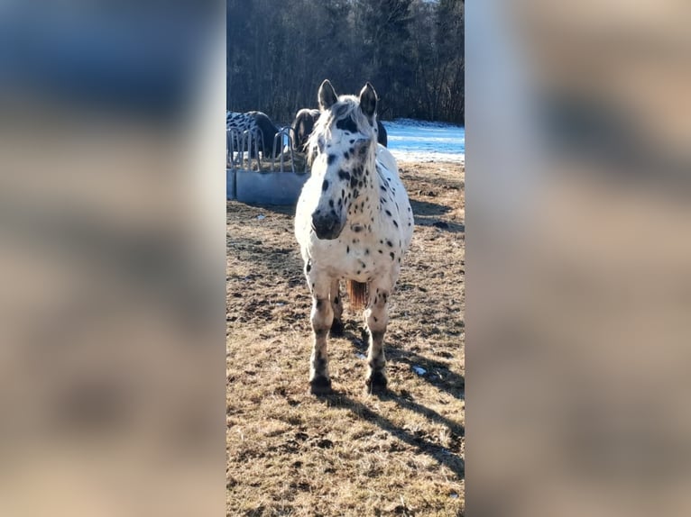 Noriker Stallion 2 years Leopard-Piebald in Kammersberg