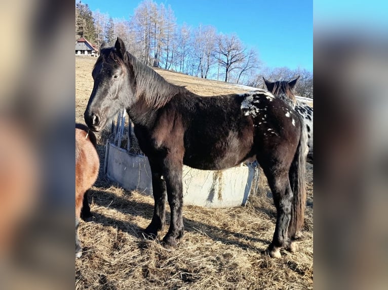 Noriker Stallion 2 years Leopard-Piebald in Kammersberg