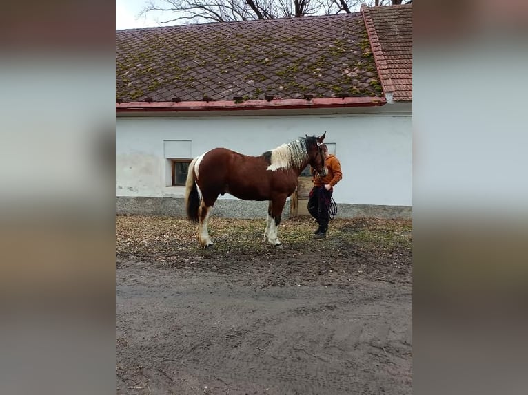 Noriker Mix Stallion 2 years Tobiano-all-colors in Susice