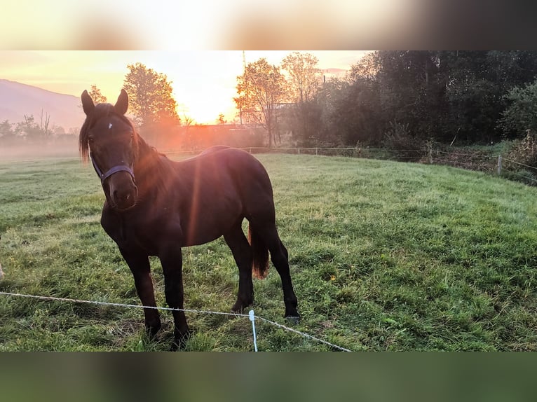 Noriker Stallion 3 years 15,2 hh Black in Mittersill