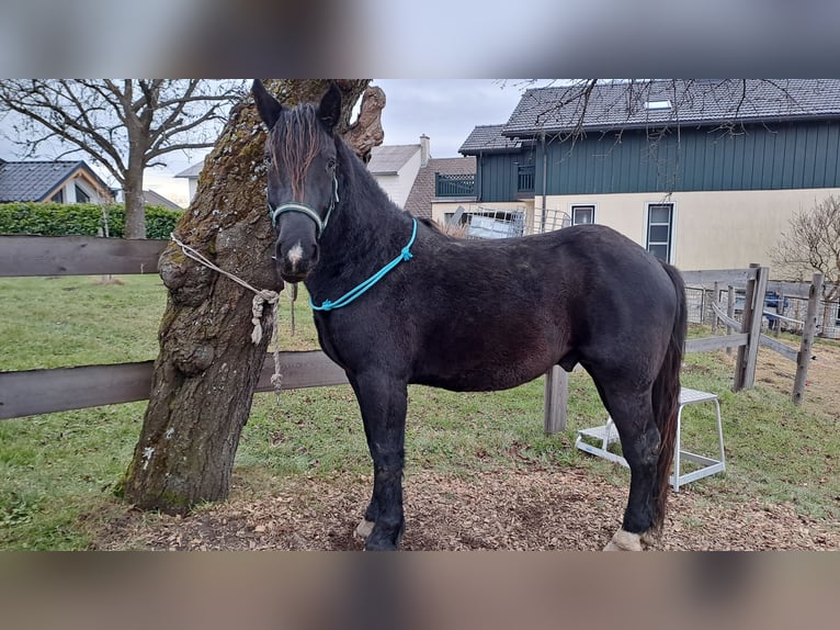 Noriker Stallion 3 years 15,2 hh Black in Hochneukirchen