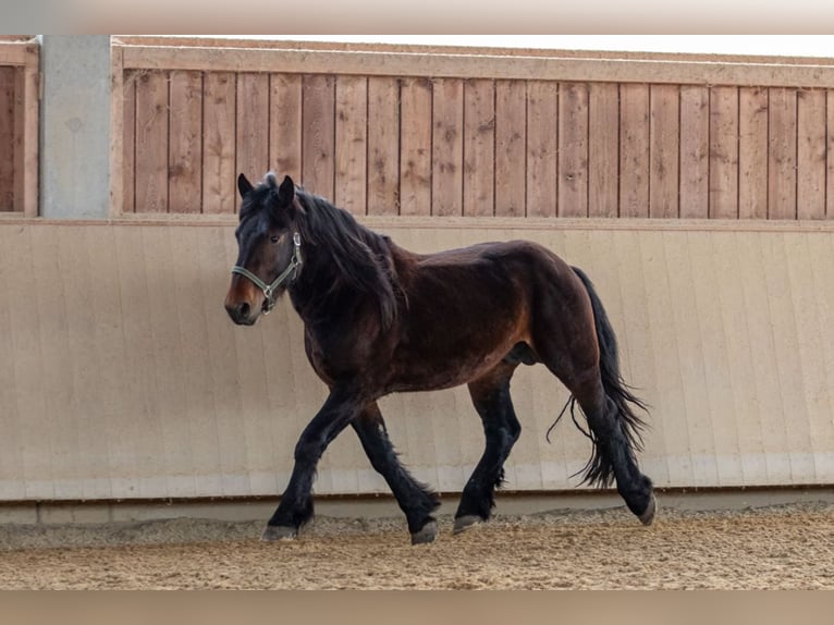 Noriker Stallion 3 years 15,2 hh Brown in Kraiburg am Inn