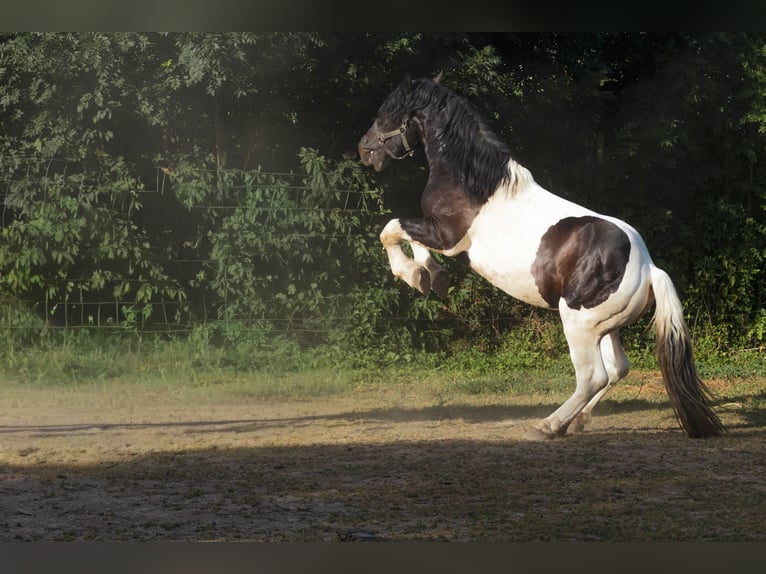 Noriker Stallion 3 years 15.2 hh Pinto in Stallhofen