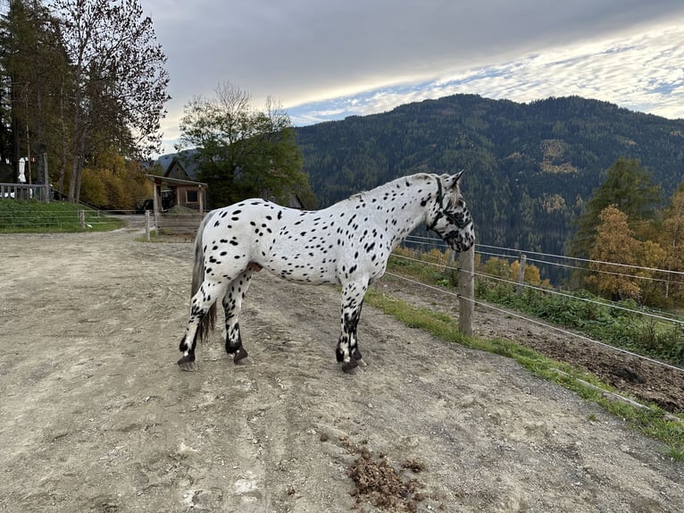 Noriker Stallion 3 years 15,3 hh Leopard-Piebald in St.Peter am Kammersberg
