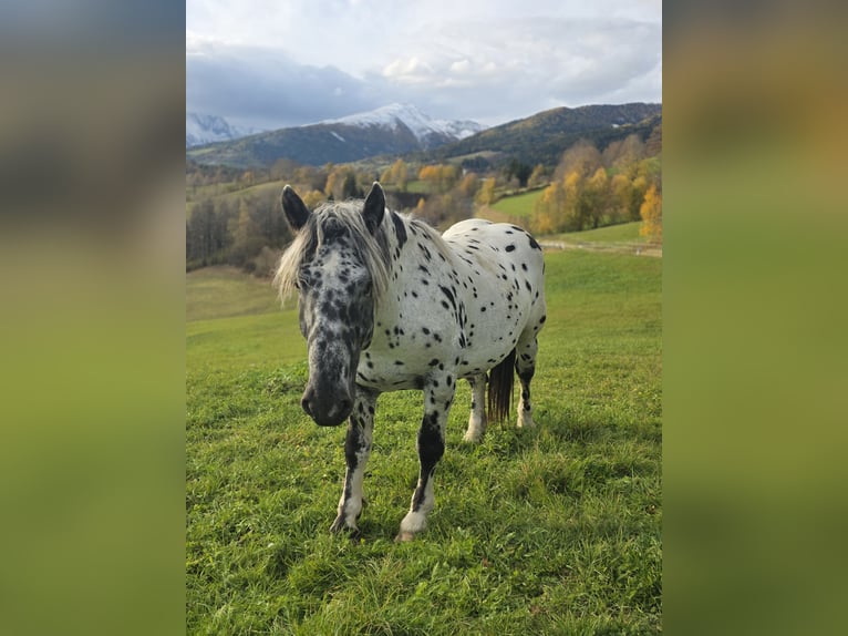 Noriker Stallion 3 years 16 hh in Krakaudorf