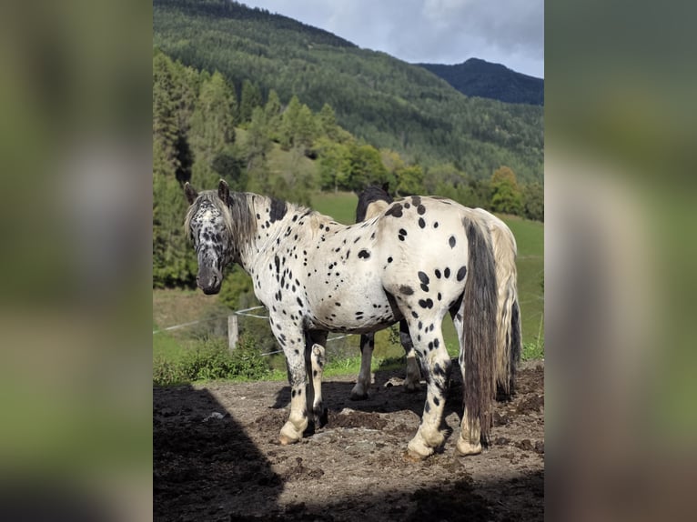 Noriker Stallion 3 years 16 hh Leopard-Piebald in Krakaudorf