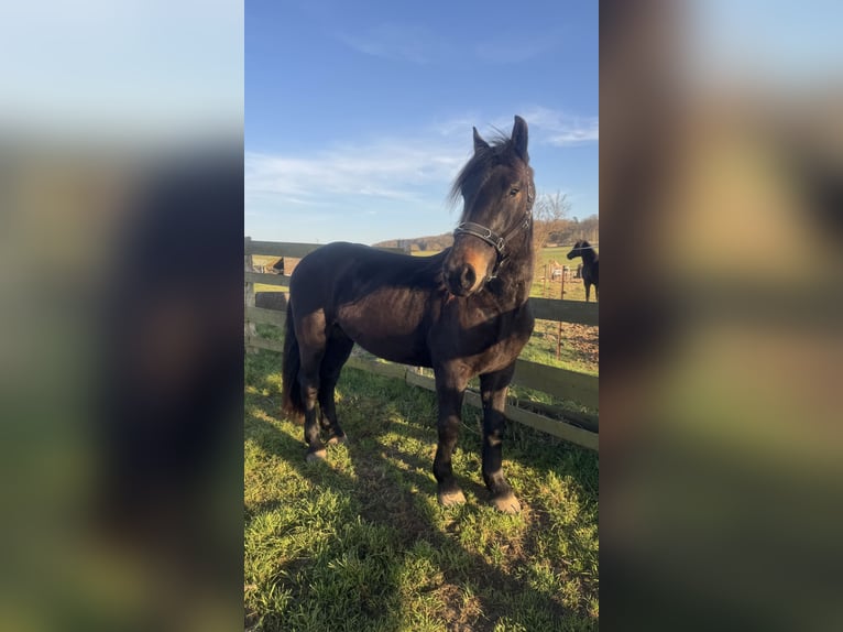 Noriker Stallion 3 years 16 hh Smoky-Black in SchwerinSchwerin